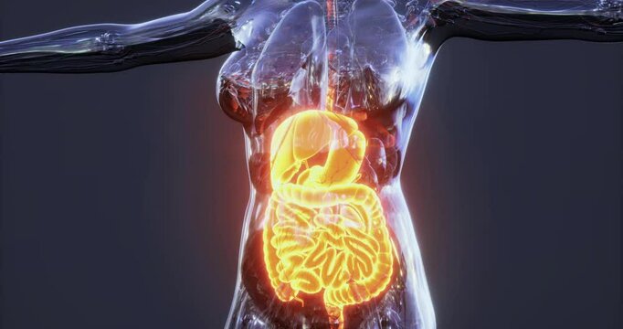This illustration showcases the human digestive system, highlighting organs and their interconnections. It provides a vivid representation essential for studying human anatomy.