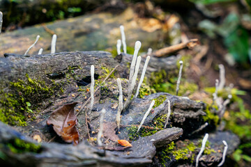 Micro ecosystems, fungi blooming among roots and mosses