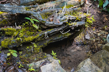 The magic of the forest, fungi and moss on living roots