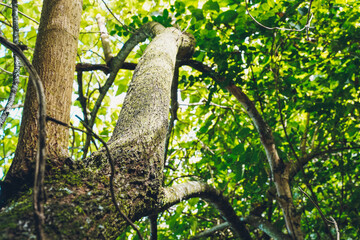 Imposing stem surrounded by lush green leaves