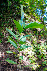 Young tree growing in a natural paradise