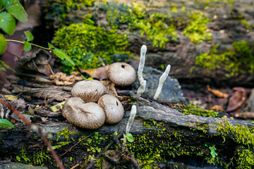 Life in detail, wild mushrooms in natural harmony on roots