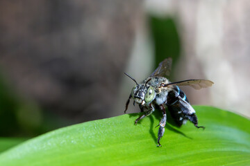 Close-up blue-banded bee on green leaves in the forest during the rainy season. Green nature background.
