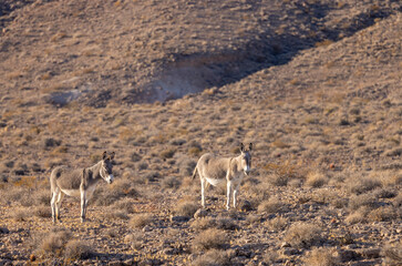 Wild Burros in Winter in the Nevada Desert
