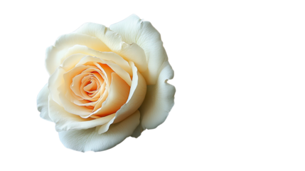 A single white rose bloom, isolated, captures floral beauty