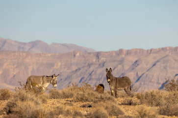 Wild Burros in Winter in the Nevada Desert