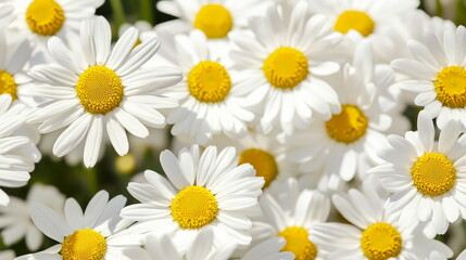 A vibrant cluster of white daisies with yellow centers basking in sunlight. The fresh petals and cheerful colors evoke a sense of joy and natural beauty