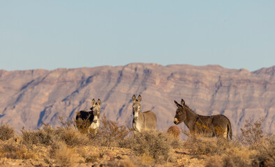 Naklejka premium Wild Burros in Winter in the Nevada Desert