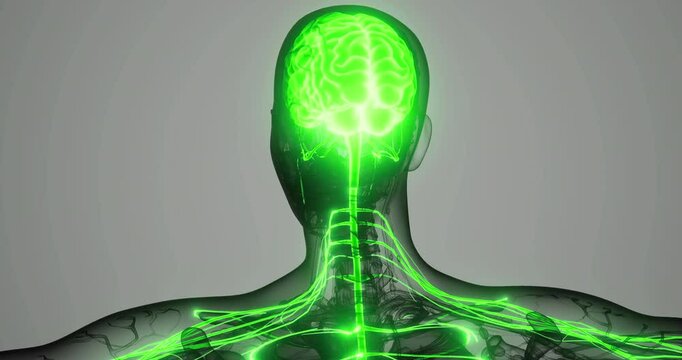 This artwork illustrates the human nervous system, highlighting the spinal cord and brain with glowing green details. The representation showcases the intricate connections of nerves.