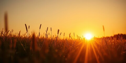 Golden hour light bathes a dew-kissed field as the sun crests the horizon, nature, landscape photography