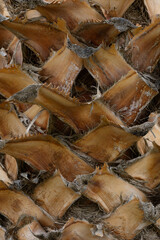 Exploring the intricate textures and patterns of a pine cone in detailed close-up shot during late afternoon sunlight