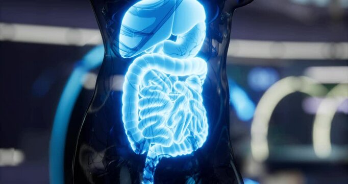 A detailed display illustrates the internal organs, highlighting the digestive system with a glowing effect. This visualization aids in education and understanding of human anatomy.