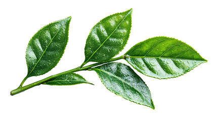 Obraz premium Fresh green foliage isolated on white, a close-up of nature's organic growth