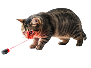 Cat playing with laser pointer in living room, focused expression and intense gaze, highlights of playful behavior and curious nature of house cat
