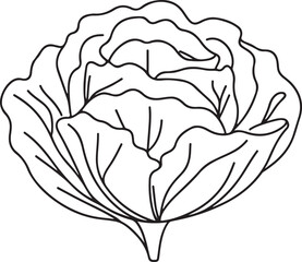 Minimalist Line Art of a Cabbage