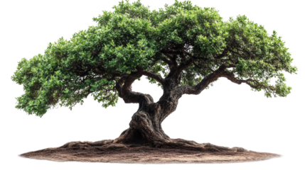 A solitary bonsai, a miniature green tree against a stark white backdrop