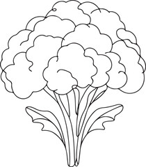 Organic Cauliflower Line Drawing  Art