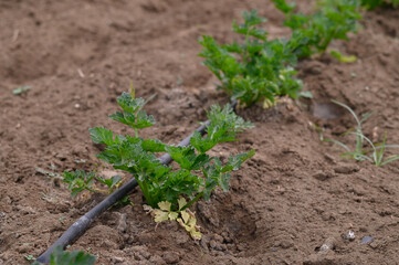 Freshly planted celery thrives in a rich, earthy garden bed under soft afternoon sunlight in early spring