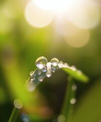 Captivating droplets perched on vibrant green leaves glisten in the soft morning light of a serene garden setting