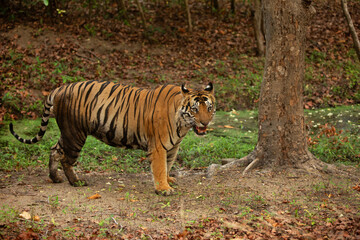 A tiger looking at the camera at Bhandavgarh Tiger Reserve, Madhya pradesh, India