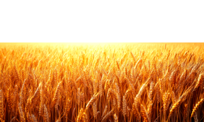 Vast Golden Wheat Field Under Vintage Faded Light Gradient Isolate on Transparent Background, cutout, png