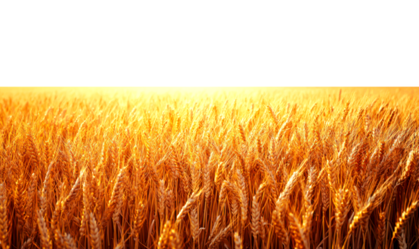 Vast Golden Wheat Field Under Vintage Faded Light Gradient Isolate on Transparent Background, cutout, png