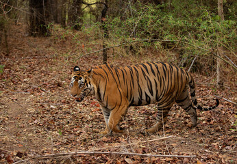 Portrait of a tiger at Bhandavgarh Tiger Reserve, Madhya pradesh, India