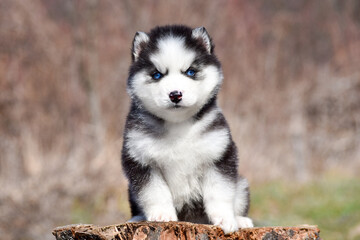 A black and white Siberian Husky puppy with blue eyes sits on a tree stump in a spring forest