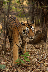 A tiger in the forest of Bhandavgarh Tiger Reserve, Madhya pradesh, India