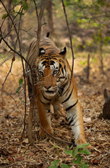 A tiger at Bhandavgarh Tiger Reserve, Madhya pradesh, India