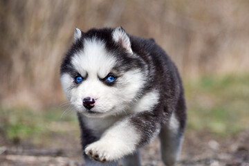 Black and white Siberian Husky puppy with blue eyes runs forward through the spring forest