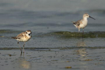 Selective focus on Lesser sand plover with curlew sand plover at the backdrop