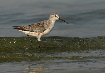Closeup of a Curlew Sandpiper at Busaiteen coast of Bahrain
