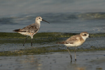 Selective focus on Curlew Sandpiper with a lesser sand polver at the forground