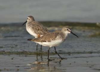 Obraz premium A pair of Curlew Sandpiper at Busaiteen coast of Bahrain