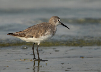 Portrait of a Curlew Sandpiper at Busaiteen coast, Bahrain