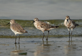Curlew Sandpipers at Busaiteen coast of Bahrain