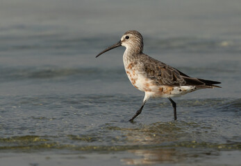 Portrait of a Curlew Sandpiper at Busaiteen coast, Bahrain