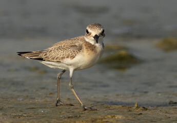  Closeup of a Greater sand plover at Busaiteen coast of Bahrain