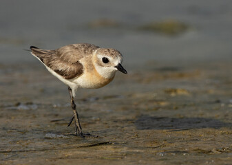Lesser sand plover in breeding plumage at Busaiteen coast