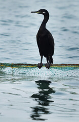 Socotra cormorant in breeding plumage at Busaiteen coast, Bahrain
