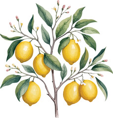 Seamless Watercolor Border of Juicy Yellow Lemons with Green Leaves and Flower Buds &ndash; Hand-Drawn Botanical Illustration on White Background