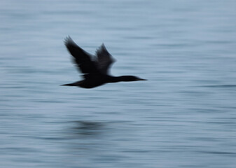 A motion blur image of Socotra cormorant takeoff at Busaiteen coast, Bahrain