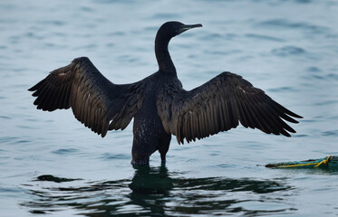 Closeup of a Socotra cormorant at Busaiteen coast, Bahrain