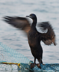 Motion blur image of Socotra cormorant  flapping its wings  at Busaiteen coast