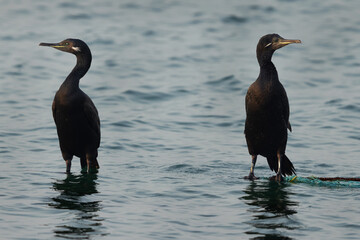 A pair of Socotra cormorant in breeding plumage perched on net at Busaiteen coast, Bahrain