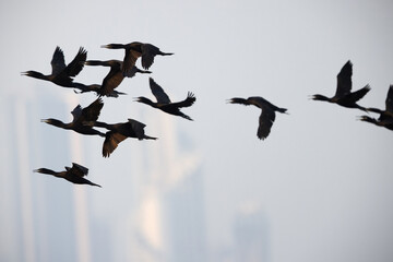 Closeup of a Socotra cormorants at Busaiteen coast, Bahrain