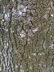 wood texture