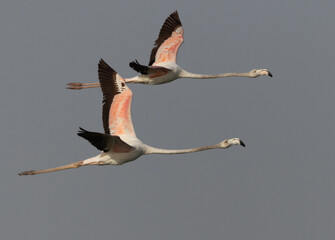 Obraz premium Closeup of a pair of Greater Flamingos flying at Mameer coast in the morning, Bahrain
