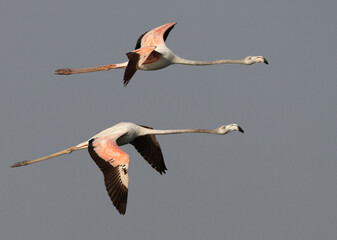 A pair of Greater Flamingos flying at Mameer coast in the morning, Bahrain